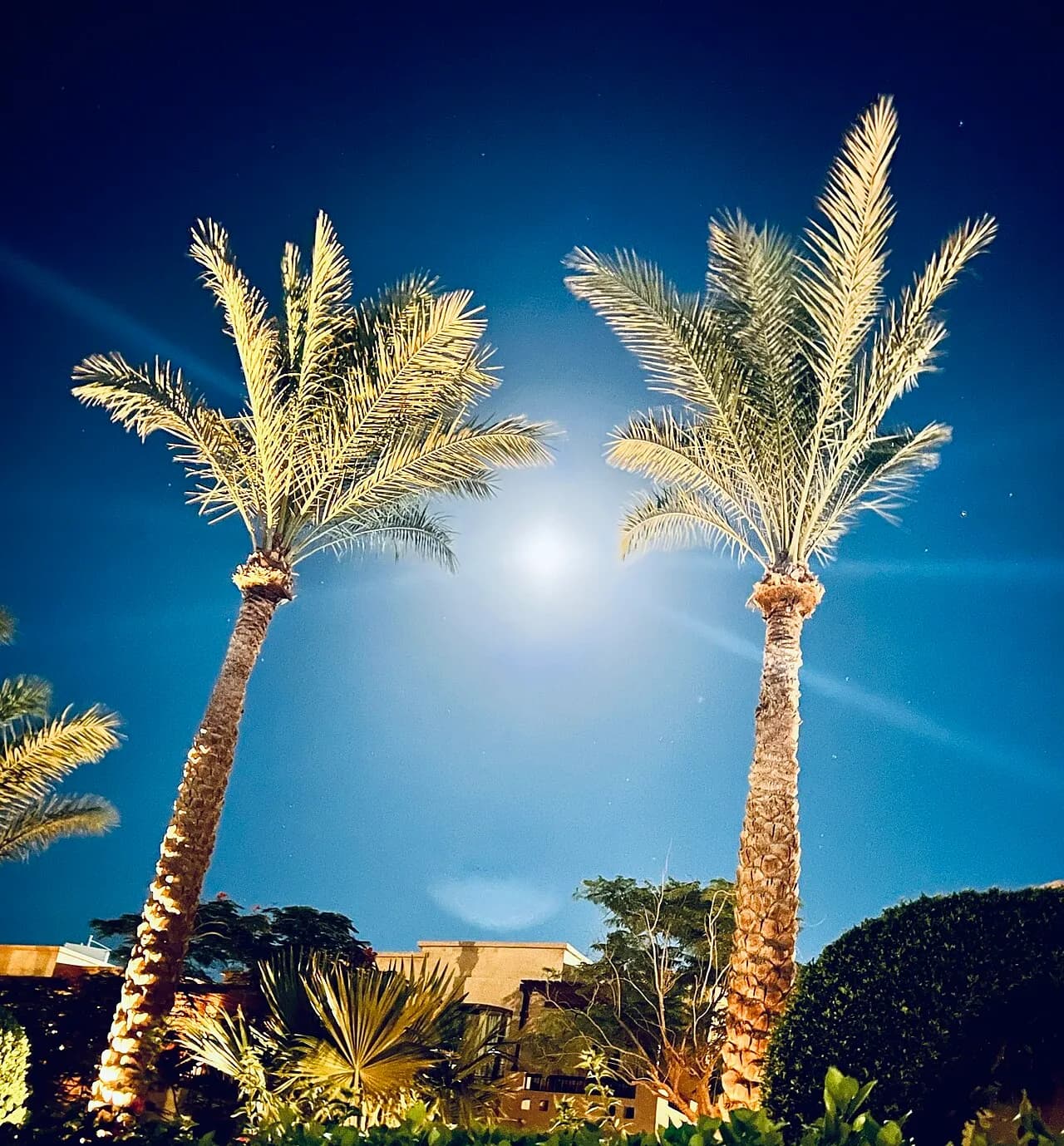 Full moon over Sharm el-Sheikh palms