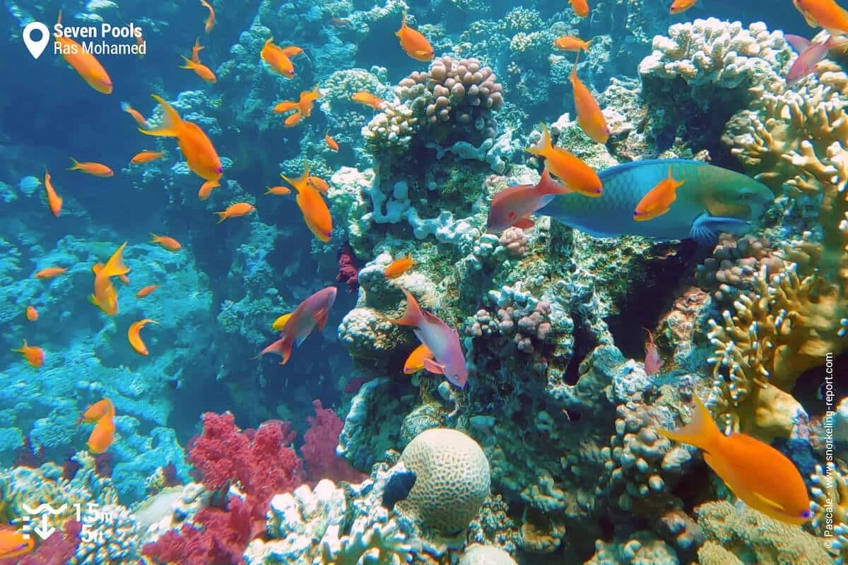 Ras Mohammed Boat Day